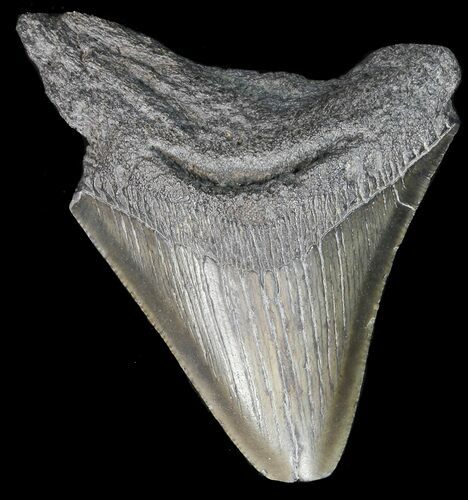 Bargain Megalodon Tooth - South Carolina #44560